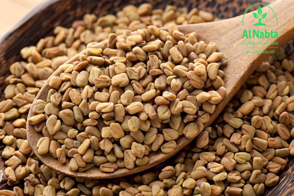 fenugreek in wooden spoon