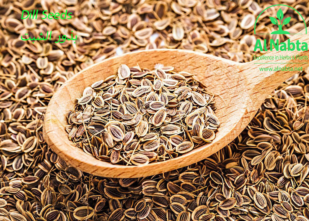 background of dried dill seeds. dill weed in wooden spoon. healthy food.