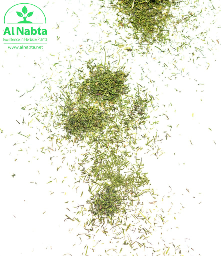 dry dill isolated on white background