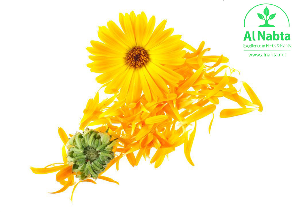 medicinal herb. calendula on a white background petals, flower and bud.