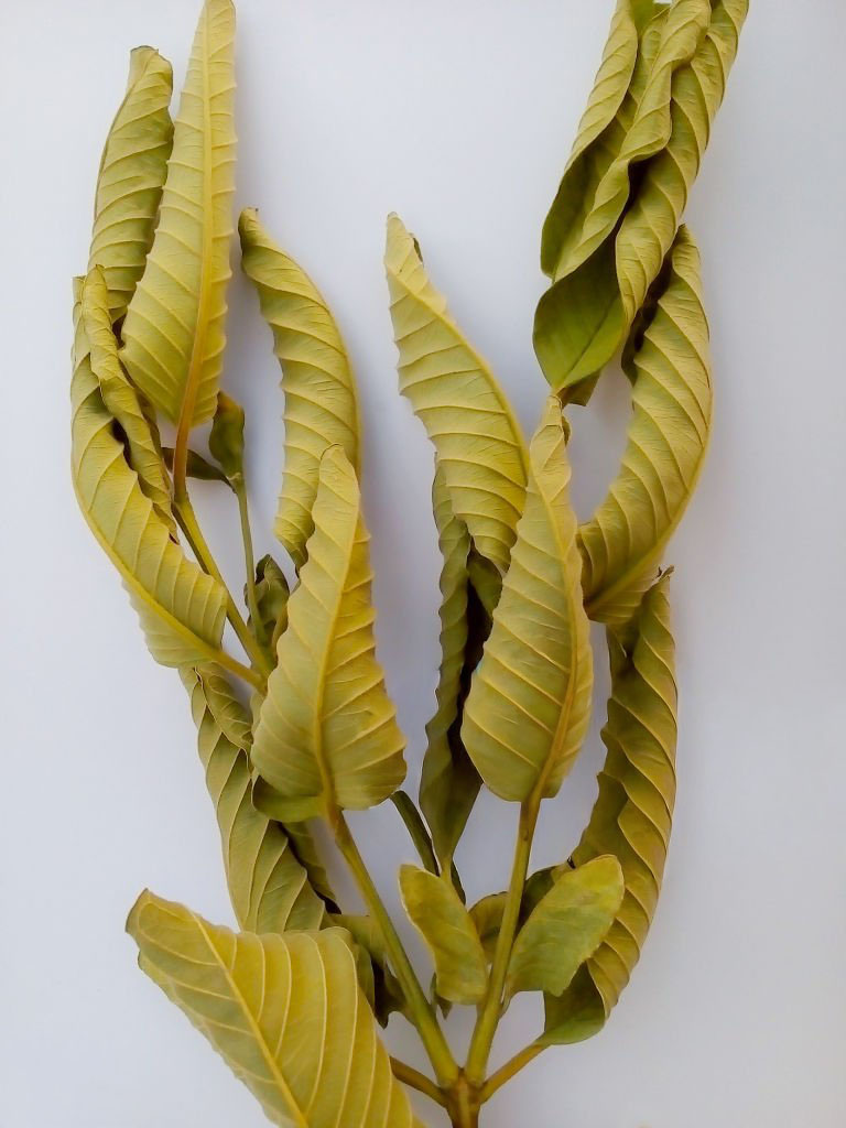 yellowish dried guava leaf isolated on white background